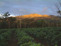Ciudad Colón, Costa Rica - El Rodeo, Kaffeeplantage