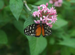 Costa Rica Rundreise - Schmetterling