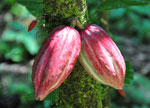 Costa Rica Rundreise - Tirimbina Kakaofrucht