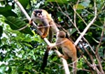 Costa Rica: Manuel Antonio Nationalpark