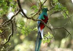 Costa Rica Rundreise: Quetzal