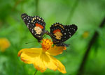 Costa Rica Mietwagenreisen - Schmetterling