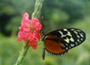 Costa Rica Budget Rundreise - Schmetterling