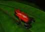 Costa Rica Mietwagenreise - Pfeilgiftfrosch