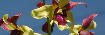 Nationale Orchideenausstellung, Costa Rica
