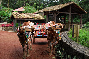 Traditionelle Ochsenkarren Costa Rica