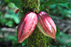 CATIE - Kakaoschote