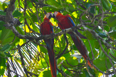 Corcovado Nationalpark - Rote Ara Papageien