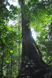Flora Corcovado Nationalpark - Umweltschutz