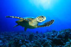 PRETOMA - Meeresschildkröte