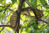 Playa Nicuesa Rainforest Lodge: Boa Constrictor