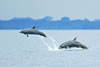 Playa Nicuesa Rainforest Lodge: Dolphins
