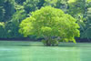 Playa Nicuesa Rainforest Lodge: Golfo Dulce